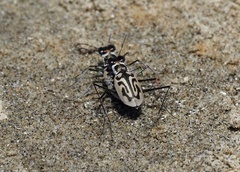 Habroscelimorpha dorsalis