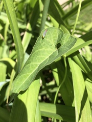 Graphocephala coccinea