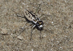Habroscelimorpha dorsalis