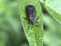 Odontota scapularis