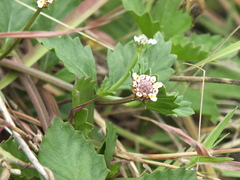 Phyla