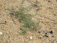 Petrosimonia brachiata