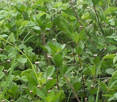 Anthophila