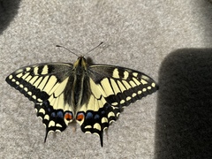 Papilio machaon hudsonianus