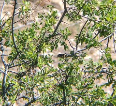 Vireo atricapilla