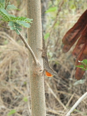 Anolis sagrei