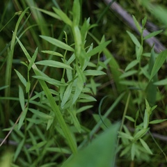 Campanula aparinoides