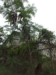 Leucaena leucocephala