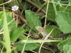 Anolis sagrei