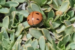 Coccinella prolongata
