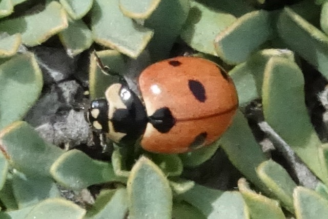 Prolongate Lady Beetle