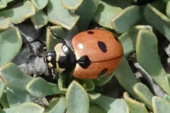 Coccinella prolongata