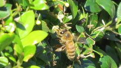 Apis mellifera