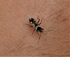 Raglius confusus