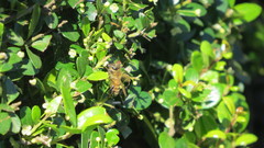 Apis mellifera