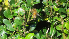Apis mellifera