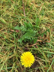 Taraxacum officinale