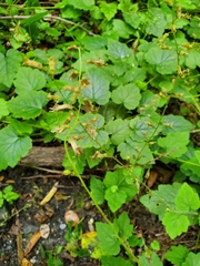 Tolmiea diplomenziesii