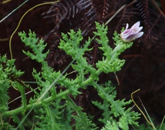 Arctotis aspera aspera