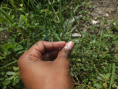 Boerhavia erecta