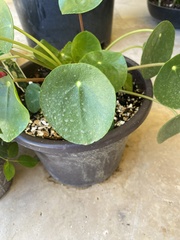 Pilea peperomioides
