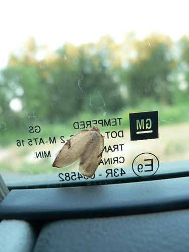Western Avocado Leafroller Moth photo 3