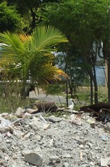 Bubulcus ibis