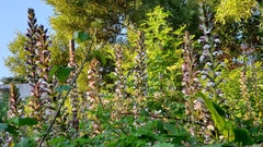 Acanthus mollis