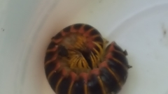 Apheloriini