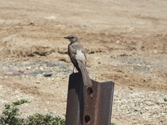 Mimus polyglottos