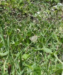 Pieridae