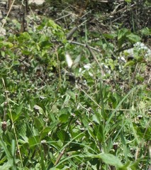 Pieridae