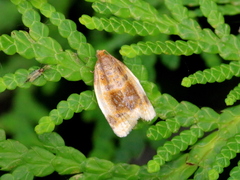 Clepsis melaleucanus