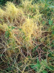 Cuscuta lupuliformis