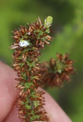 Seriphium cinereum