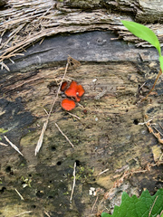 Scutellinia vitreola