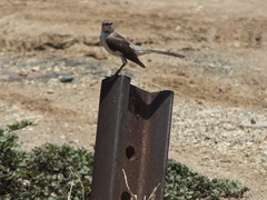 Mimus polyglottos