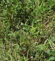 Theclinae