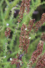 Seriphium cinereum