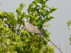 Streptopelia vinacea