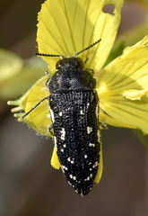 Acmaeodera ornata