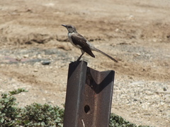 Mimus polyglottos