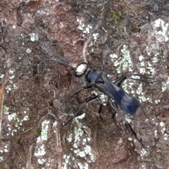 Priochilus gloriosum