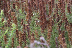 Seriphium cinereum