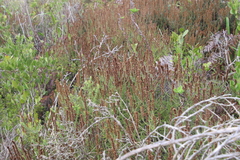 Seriphium cinereum