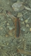 Apheloriini