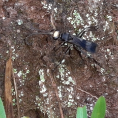 Priochilus gloriosum