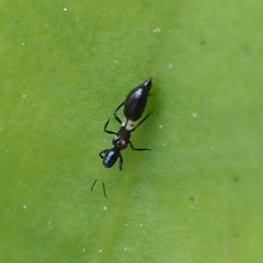 Franklinothrips vespiformis
