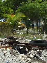 Bubulcus ibis