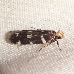 Fascista